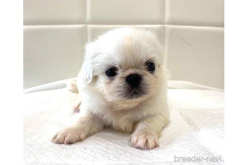 ホワイト(白)のペキニーズの子犬を探す（134ページ目