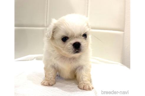 成約済の滋賀県のペキニーズ-141959の1枚目