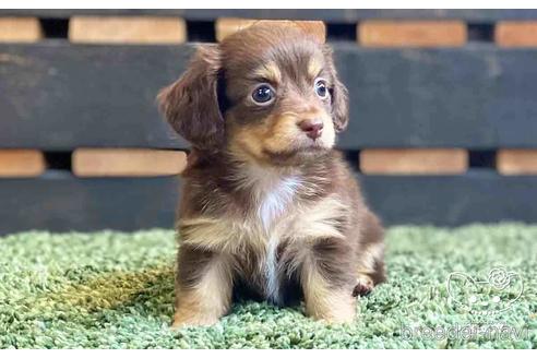 成約済の愛知県のチワックス:チワワ×ミニチュアダックスフンド-141972の2枚目