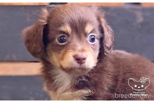 成約済の愛知県のチワックス:チワワ×ミニチュアダックスフンド-141972の1枚目