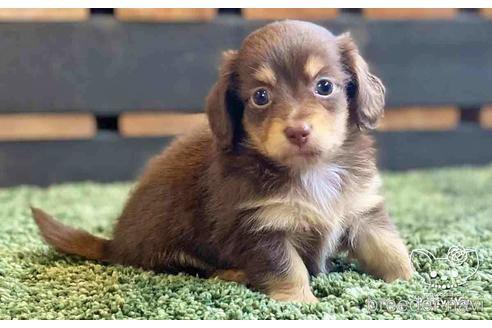 成約済の愛知県のチワックス:チワワ×ミニチュアダックスフンド-141972の4枚目