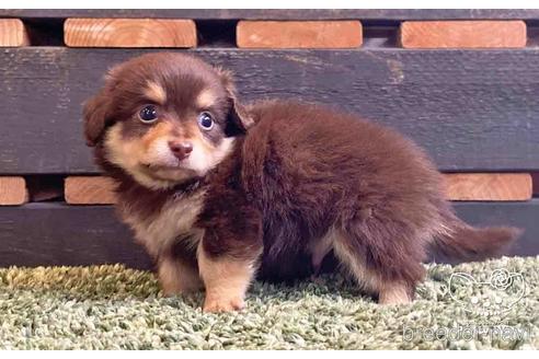 成約済の愛知県のチワックス:チワワ×ミニチュアダックスフンド-141973の2枚目