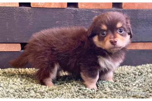 成約済の愛知県のチワックス:チワワ×ミニチュアダックスフンド-141973の3枚目