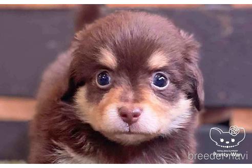 成約済の愛知県のチワックス:チワワ×ミニチュアダックスフンド-141973の4枚目