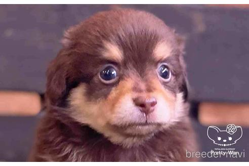 成約済の愛知県のチワックス:チワワ×ミニチュアダックスフンド-141973の1枚目