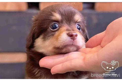 成約済の愛知県のチワックス:チワワ×ミニチュアダックスフンド-141973の5枚目