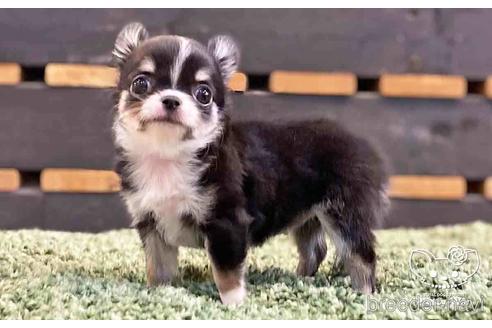 成約済の愛知県のチワワ(ロングコート)-141974の3枚目