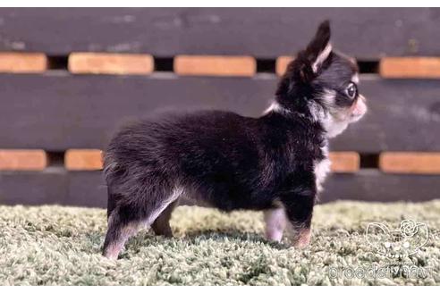 成約済の愛知県のチワワ(ロングコート)-141974の4枚目