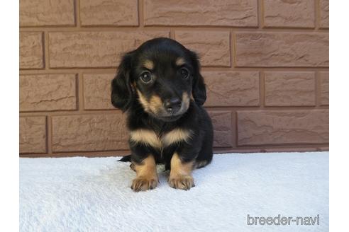 成約済の埼玉県のミニチュアダックスフンド(ロングヘアード)-141975の1枚目