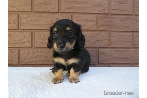 成約済の埼玉県のミニチュアダックスフンド(ロングヘアード)-141975の3枚目