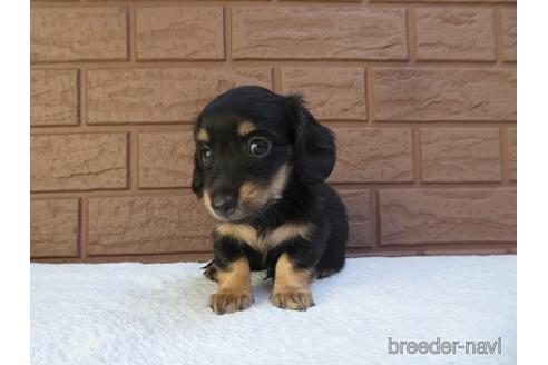 成約済の埼玉県のミニチュアダックスフンド(ロングヘアード)-141975の2枚目