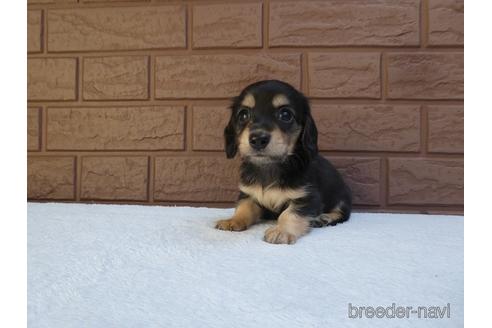 成約済の埼玉県のミニチュアダックスフンド(ロングヘアード)-141981の1枚目
