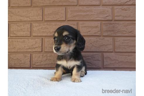 成約済の埼玉県のミニチュアダックスフンド(ロングヘアード)-141981の3枚目