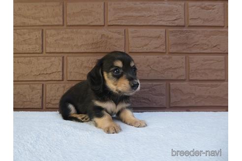 成約済の埼玉県のミニチュアダックスフンド(ロングヘアード)-141981の2枚目