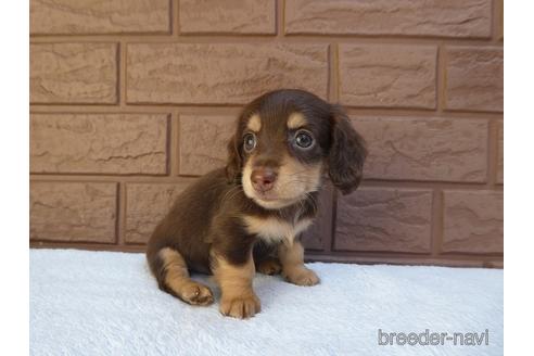 成約済の埼玉県のミニチュアダックスフンド(ロングヘアード)-141988の1枚目