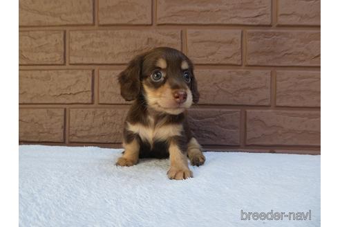 成約済の埼玉県のミニチュアダックスフンド(ロングヘアード)-141988の3枚目