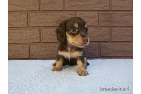 成約済の埼玉県のミニチュアダックスフンド(ロングヘアード)-141988の2枚目