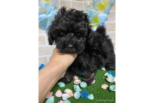 成約済の埼玉県のトイプードル-139082の18枚目