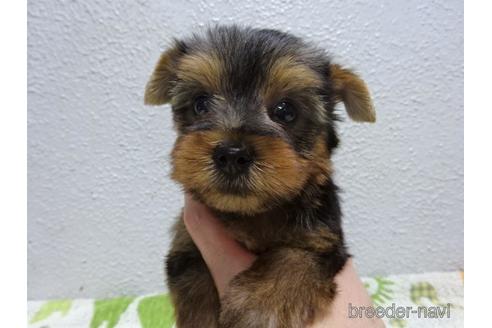 成約済の大阪府のヨークシャーテリア-142026の5枚目