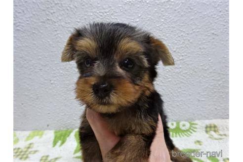 成約済の大阪府のヨークシャーテリア-142026の4枚目