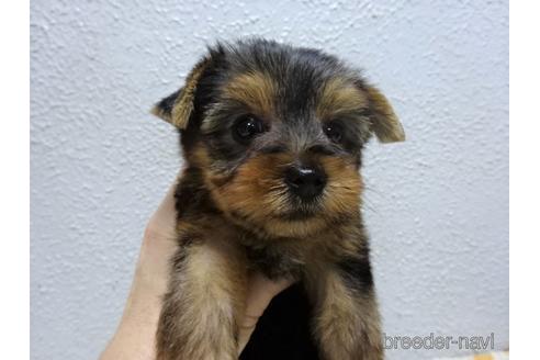 成約済の大阪府のヨークシャーテリア-142026の3枚目