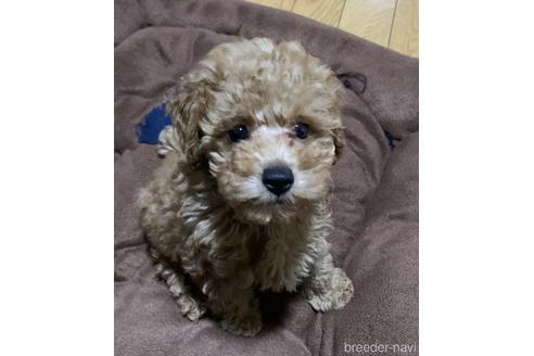 成約済の静岡県のトイプードル-141355の1枚目