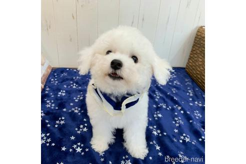 香川県のビションフリーゼ 男の子 21 05 01生まれ 毛量抜群 わたあめのような短足ビション くん 小ぶりサイズです 子犬id ブリーダーナビ 香川県のビションフリーゼ 男の子 21 05 01生まれ 毛量抜群 わたあめのような短足ビション くん 小ぶりサイズです 子犬id ブリーダーナビ