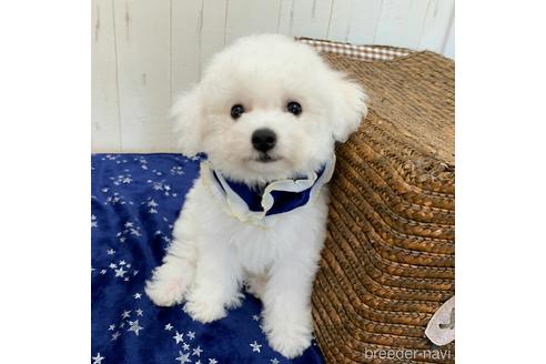 香川県のビションフリーゼ 男の子 21 05 01生まれ 毛量抜群 わたあめのような短足ビション くん 小ぶりサイズです 子犬id ブリーダーナビ