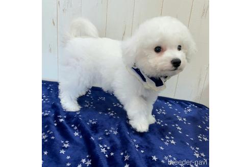 香川県のビションフリーゼ 男の子 21 05 01生まれ 毛量抜群 わたあめのような短足ビション くん 小ぶりサイズです 子犬id ブリーダーナビ 香川県のビションフリーゼ 男の子 21 05 01生まれ 毛量抜群 わたあめのような短足ビション くん 小ぶりサイズです 子犬id ブリーダーナビ