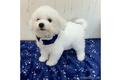 香川県のビションフリーゼ 男の子 21 05 01生まれ 毛量抜群 わたあめのような短足ビション くん 小ぶりサイズです 子犬id ブリーダーナビ