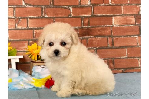 ホワイト 白 のトイプードルの子犬を探す ブリーダーナビ ホワイト 白 のトイプードルの子犬を探す ブリーダーナビ