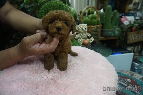 成約済の京都府のタイニープードル-140594の1枚目