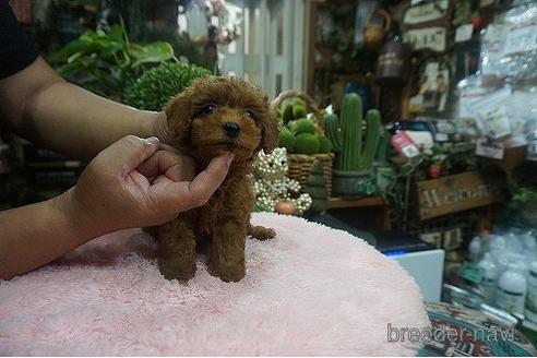 成約済の京都府のタイニープードル-140594の3枚目