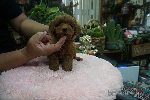 成約済の京都府のタイニープードル-140594の2枚目