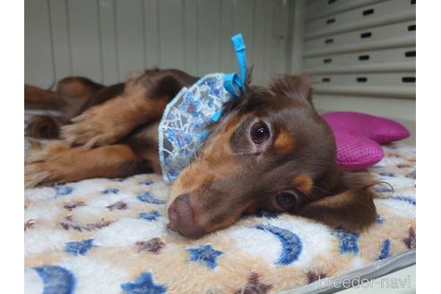 成約済の福岡県のカニンヘンダックスフンド(ロングヘアード)-128914の3枚目