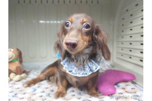 成約済の福岡県のカニンヘンダックスフンド(ロングヘアード)-128914の2枚目