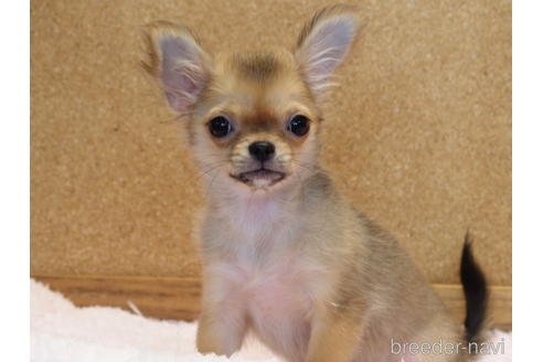 成約済の愛知県のチワワ(ロングコート)-132342の1枚目