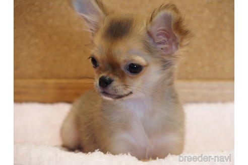 成約済の愛知県のチワワ(ロングコート)-132342の6枚目