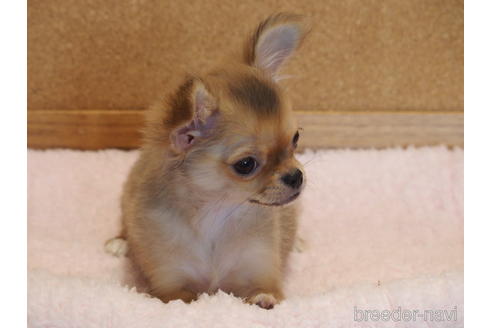 成約済の愛知県のチワワ(ロングコート)-132342の5枚目