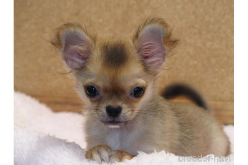 成約済の愛知県のチワワ(ロングコート)-132342の4枚目