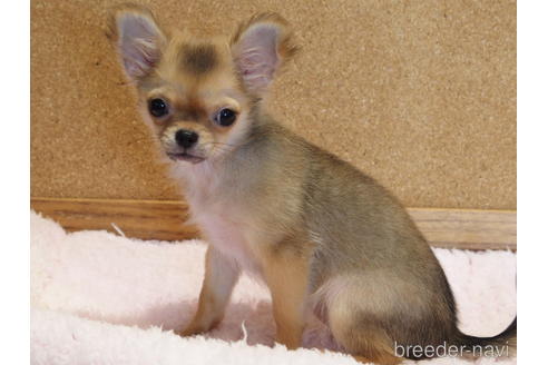 成約済の愛知県のチワワ(ロングコート)-132342の3枚目