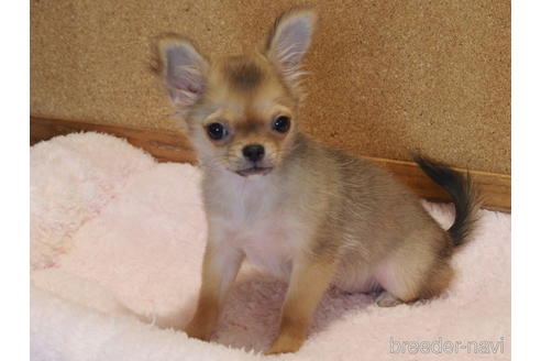 成約済の愛知県のチワワ(ロングコート)-132342の2枚目