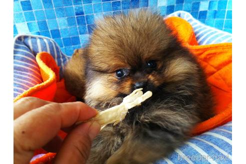 成約済の栃木県のポメラニアン-142099の1枚目