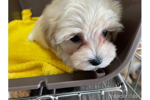 成約済の愛媛県のマルプー:マルチーズ×トイプードル-142104の1枚目