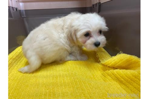 成約済の愛媛県のマルプー:マルチーズ×トイプードル-142104の2枚目