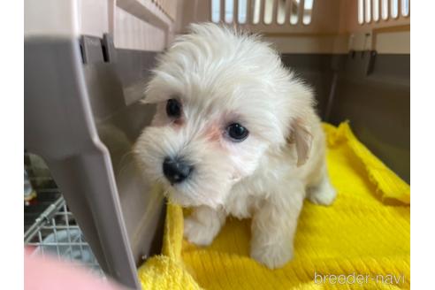 成約済の愛媛県のマルプー:マルチーズ×トイプードル-142104の3枚目