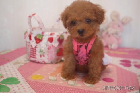 成約済の奈良県のトイプードル-142119の1枚目