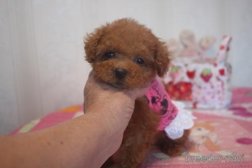 成約済の奈良県のトイプードル-142119の5枚目