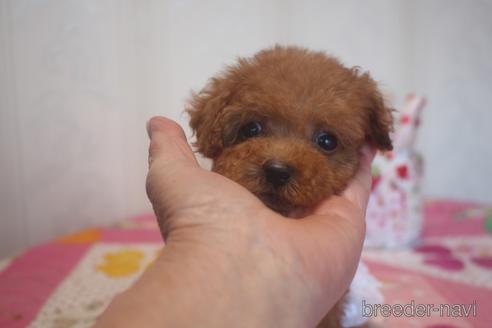 成約済の奈良県のトイプードル-142119の4枚目
