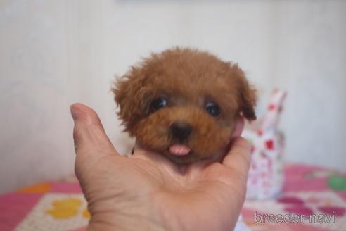 成約済の奈良県のトイプードル-142119の3枚目